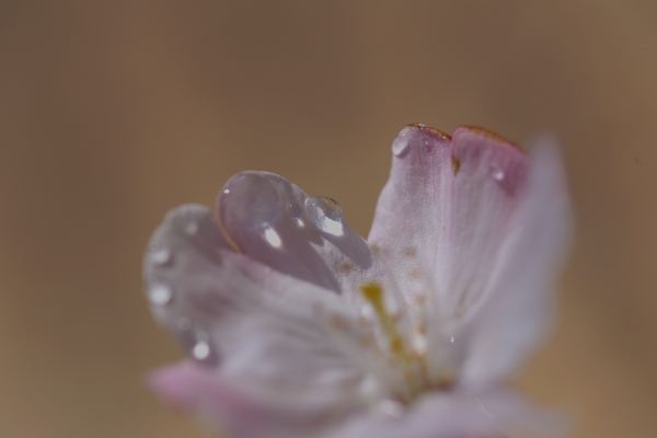 桜についた水滴の写真